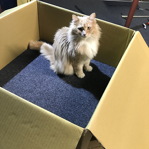 opening the boxes of carpet tiles with cat