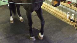Horse Stall Mats - Horse Mats, Stall Mats : Greatmats