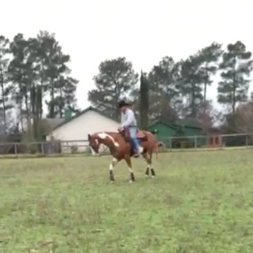 Horse Trainer Jeremy Dull