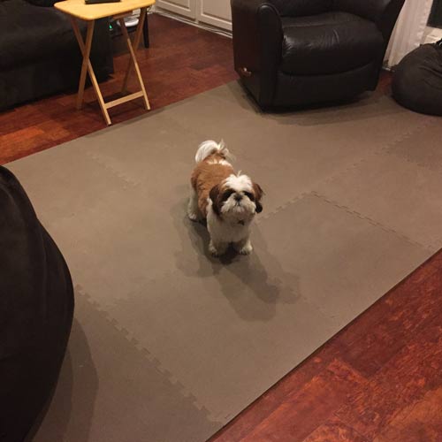 Soft Pet Flooring