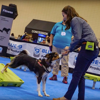 Foam Dog Flooring