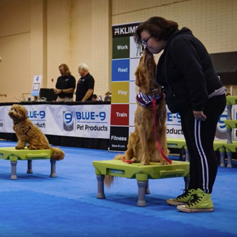 dog show ring floor cover