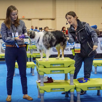 Foam Flooring for Dog Training Competitions