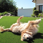 Artificial Turf Dog Flooring