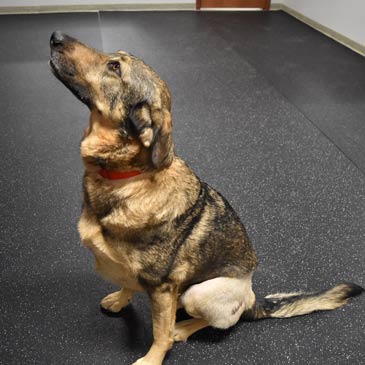 Leerburg  Rubber Kennel Mat