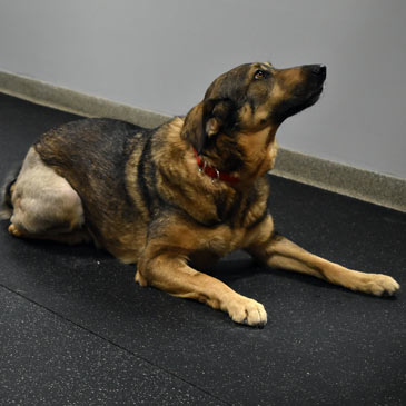 Rubber Flooring used for Dog Daycare Facility