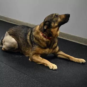 Babinski Foundation Rehab and Training for Dogs used Greatmats rolled rubber flooring