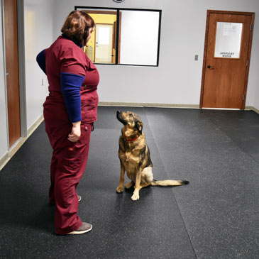 Veterninary Hospital Dog Rehab Rubber Flooring