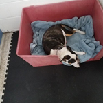 Best Flooring for Indoor Dog Kennels for the Price