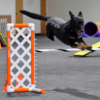 Dog Training Floor for Jumps