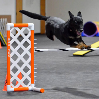 Best Flooring Materials for Dog Agility Flooring