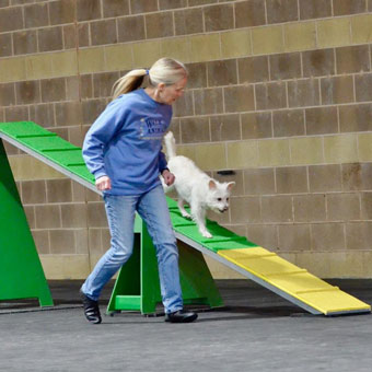 Dog Agility Ramp over Greatmats