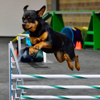 Dog Jumps over Greatmats