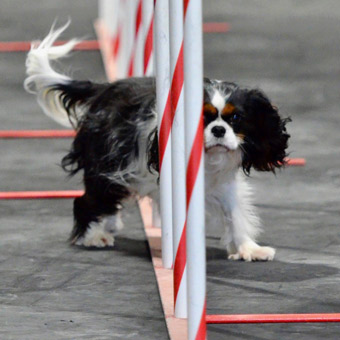 Dog Pole Weaving on Greatmats Dog Agility Mats