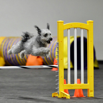 Dog Agility Mats