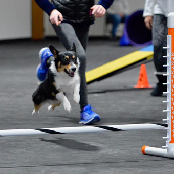 dog rally obedience championship training mats 