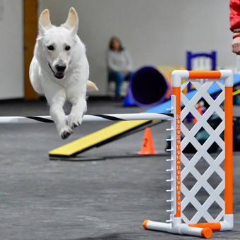 Dog Agility Floor Mats