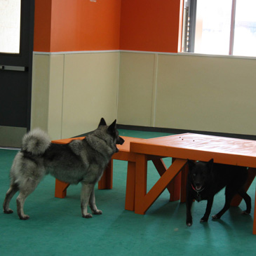 Club Canal Bark foam dog agility mats
