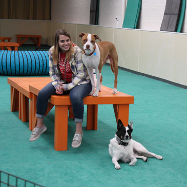 Club Canal Bark dog agility mats