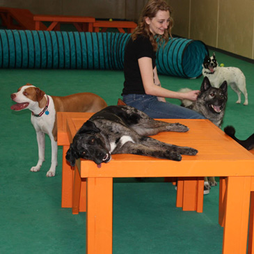 Club Canal Bark foam dog mats