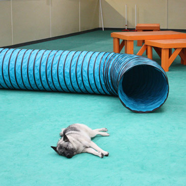 Club Canal Bark dog floor mats