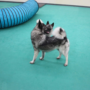 Club Canal Bark dog daycare mats