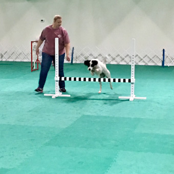 Dog Agility Mats Interlocking Tiles with Dog Jumping