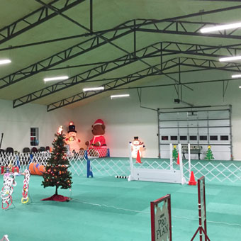 Home Dog Training Flooring