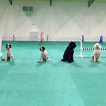 Foam Dog Agility Flooring