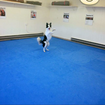 Home Dog Agility Training Area