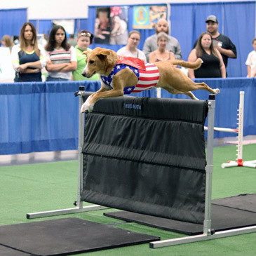 Dog best sale show equipment