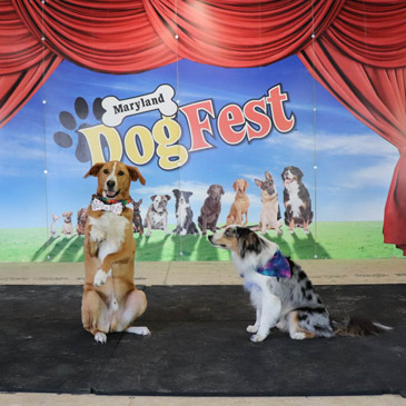 dog show ring matting