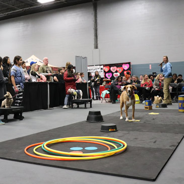 dog show ring training floor