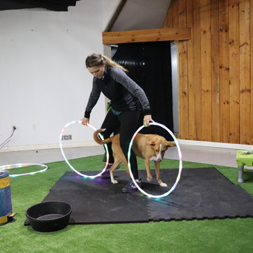 best dog hoop training mats