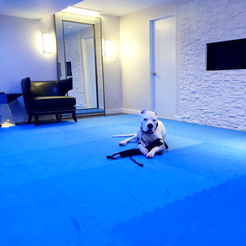 Best Home Dog Training Mats Floor