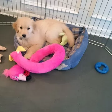 dog laying in kennel on soft foam mats for non slip flooring