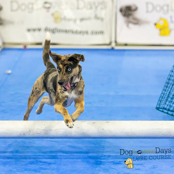 Dog Agility Mats & Flooring - Interlocking Foam Tiles - Flyball Mats