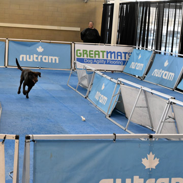 Dog Agility matting on Dog Lure Course