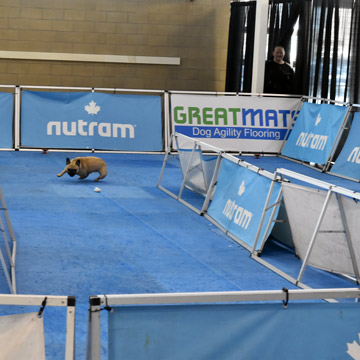 French Bulldog Lure Coursing on Greatmats