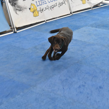 dog sport flooring at home show