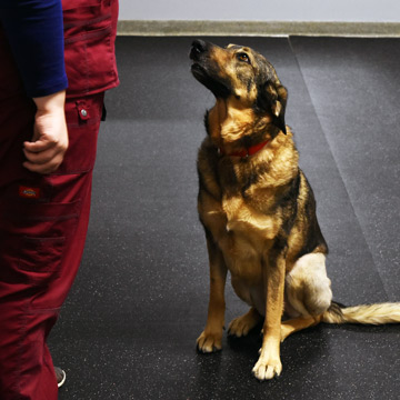 How Thick Should Rubber Flooring Be For Dog Daycares