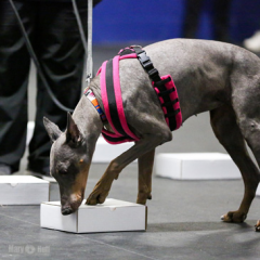 Nosework dog training floor mats thumbnail