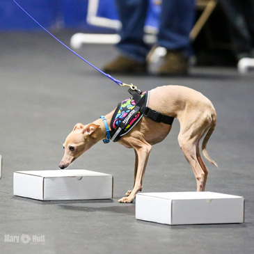 Rubber Dog Training Flooring