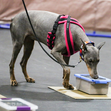 Dog Training Flooring for Nosework