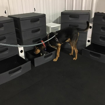 Flooring for military dog training