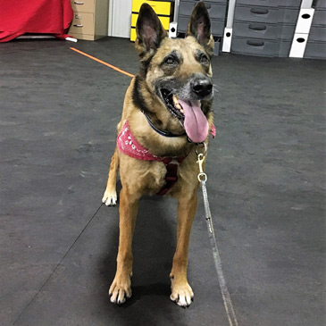 Rubber Dog Training Mats for Nosework