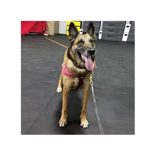 rubber flooring for dog training facility