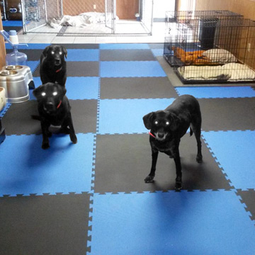 foam puzzle mats for dogs