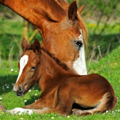 Foal thumbnail