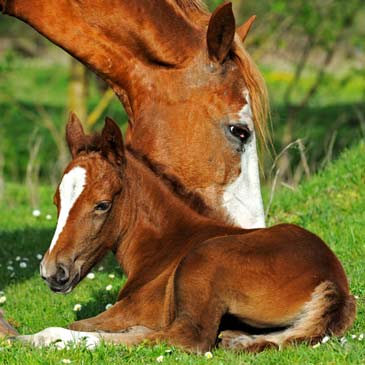 mare with foal outdoors in grass